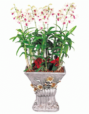 t_flower005_003(1).gif