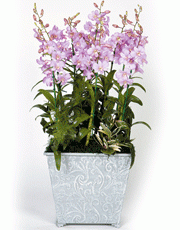 t_flower005_018(1).gif
