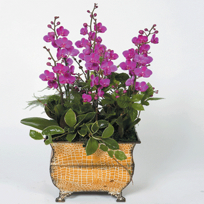 t_flower005_020(2).gif