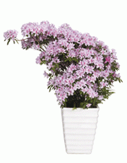 t_flower006_006(1).gif